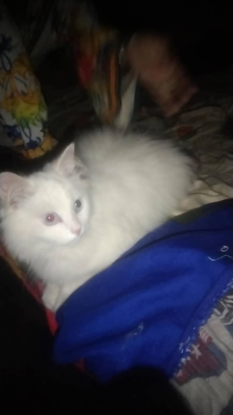 kittens available 4