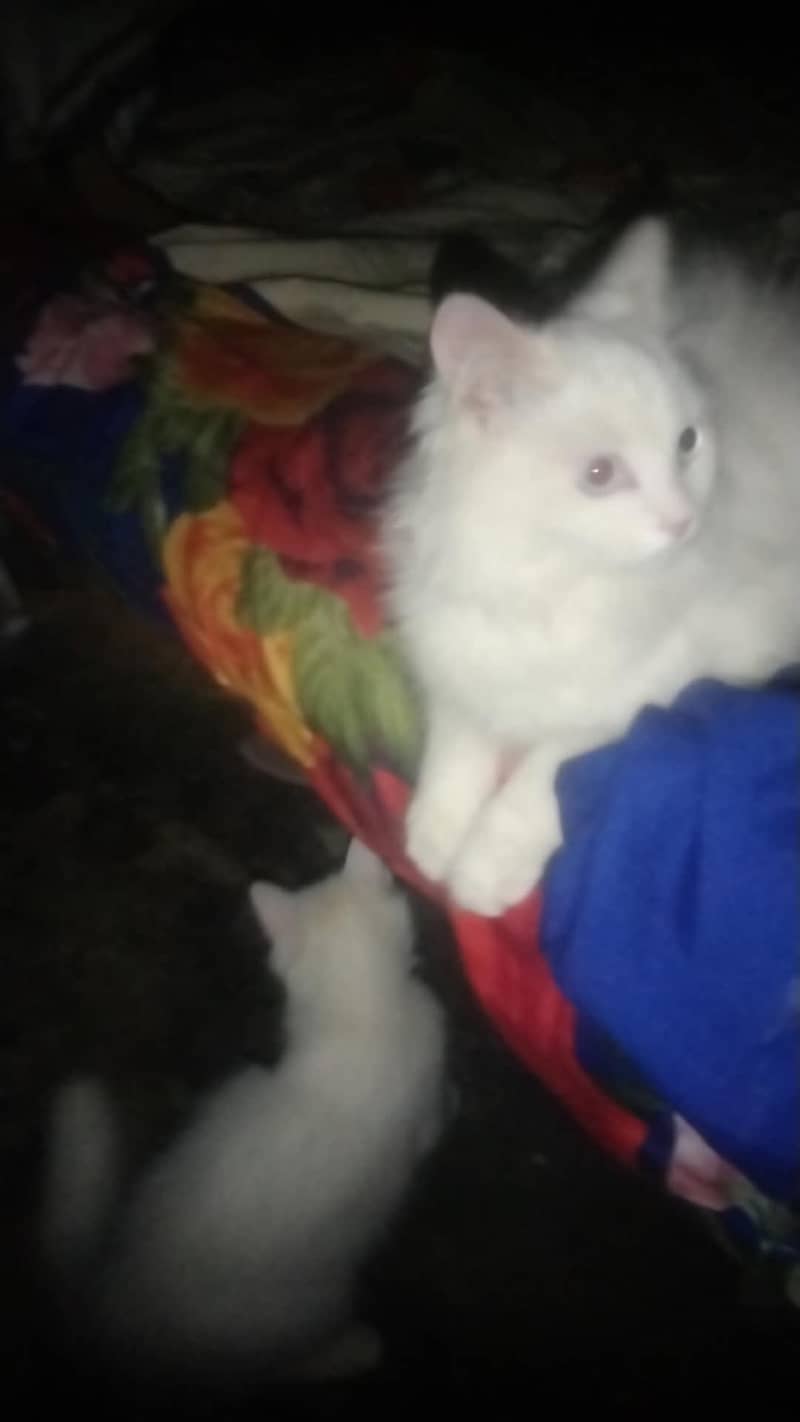 kittens available 5