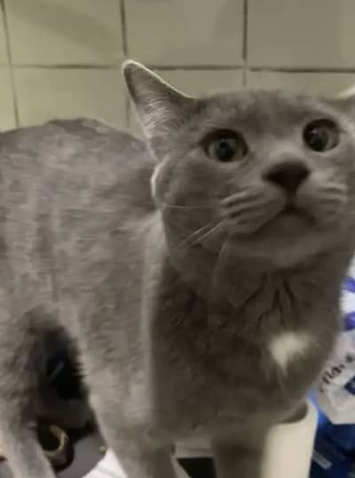 British Shorthair