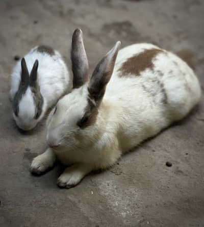 Rabbits and bunnies