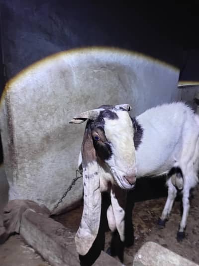 urgent sale seroiusbanda rabta karin