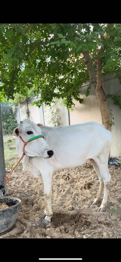 Khoobsurat Gheni cows 2 daant Qurbani 2026 munasib rate Qurbani asaan