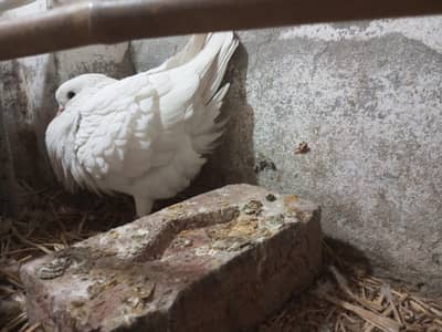 king pigeons | Breeder pair | Pigeons | Pigeon Baby |