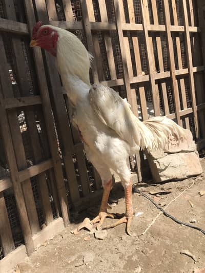White Japanese oh Shamo    03424058759