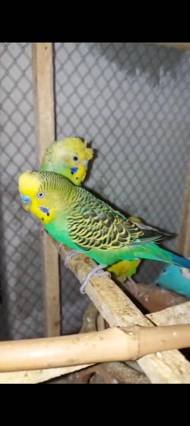 breedar pair 1