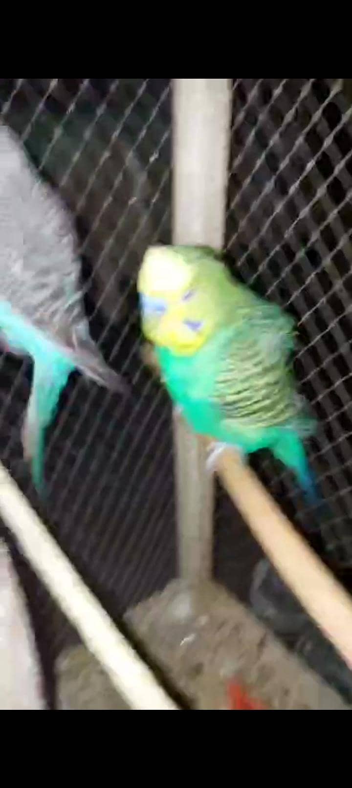 breedar pair 2