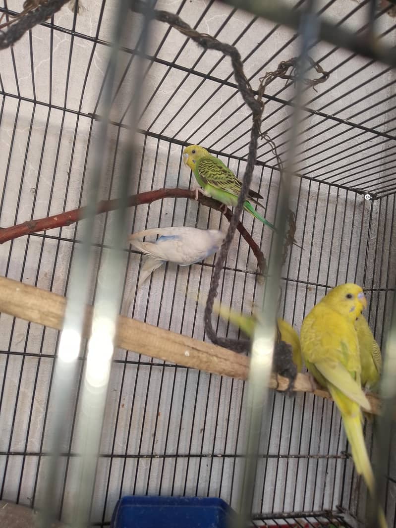 breedar pair 3