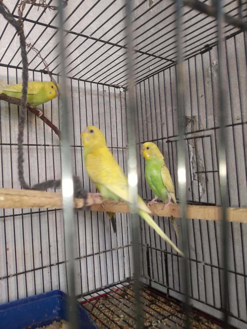 breedar pair 4