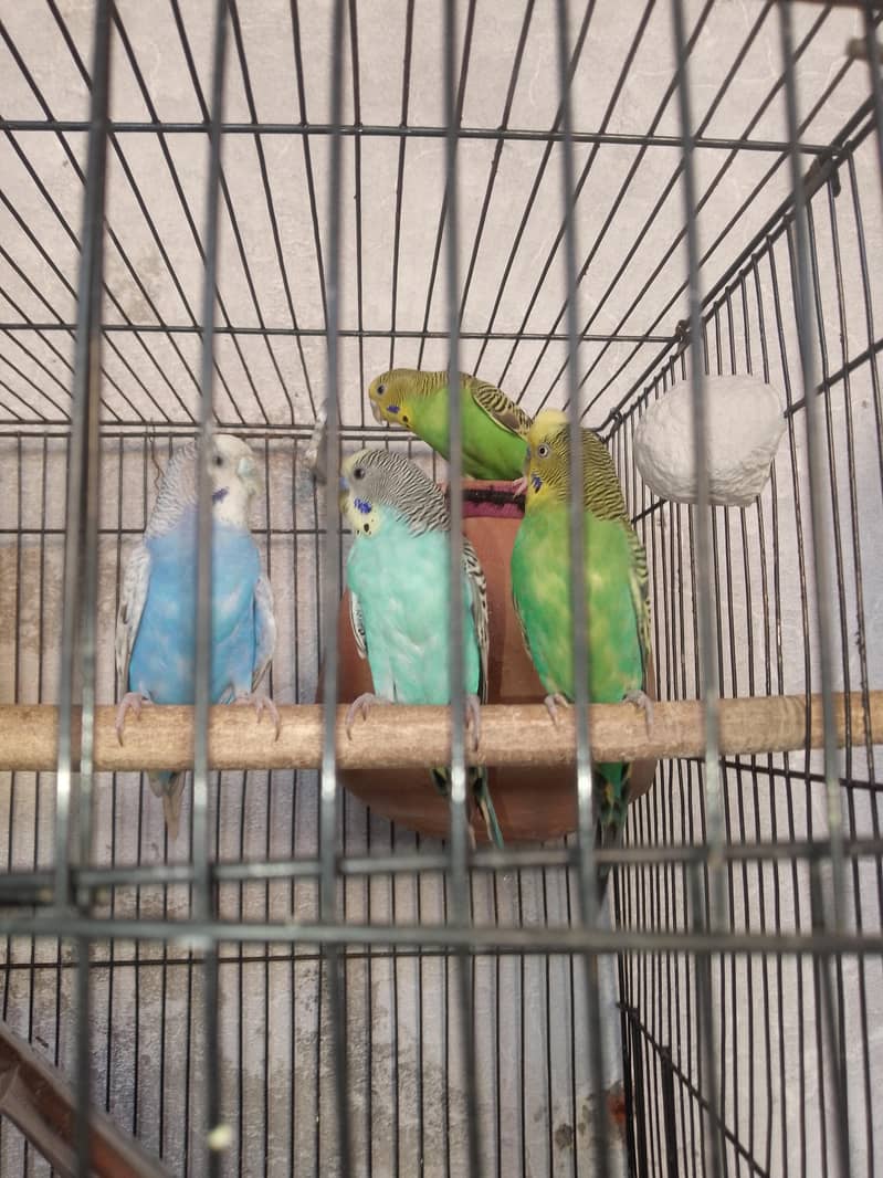 breedar pair 5
