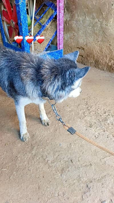 Siberian husky dog best quality