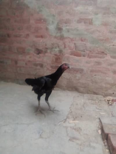 Pure aseel murga or murgi
