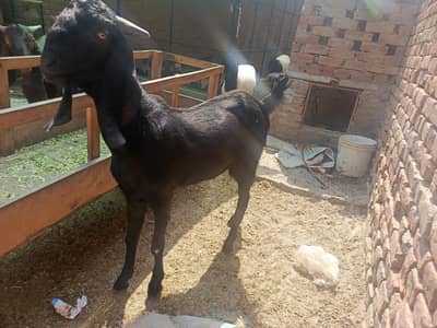 qurbani ka lea taiyar Bakra for sale