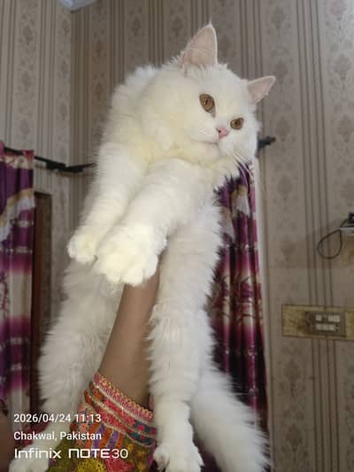 Punch face tripple coated persian cat
