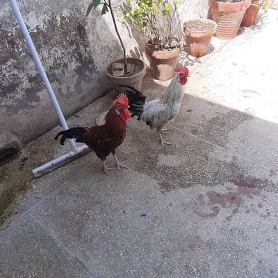 2 Male hens