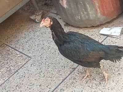 1 aseel murgi and 1 aseel pathi for sale.