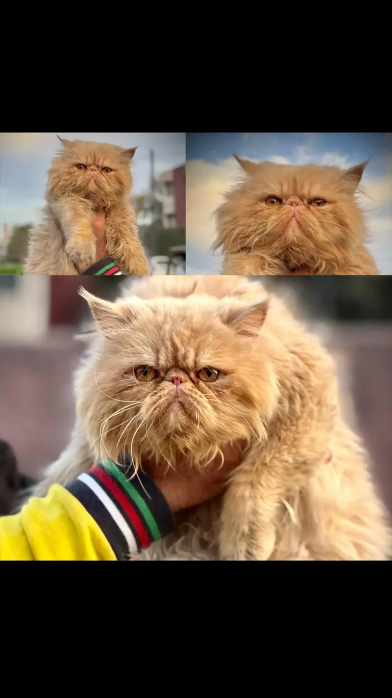 Peki Face Male cat available | Piki Face Cat |