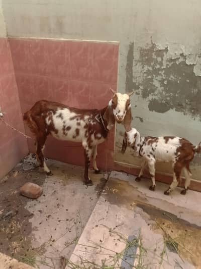 Goat with baby goat