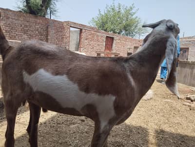 Qarbani bakray 2026 | makhi cheena |