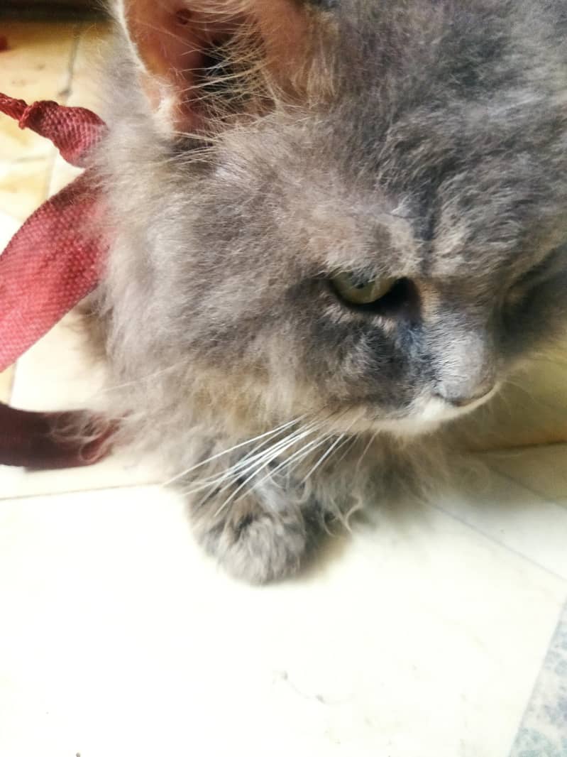 snow cat 1