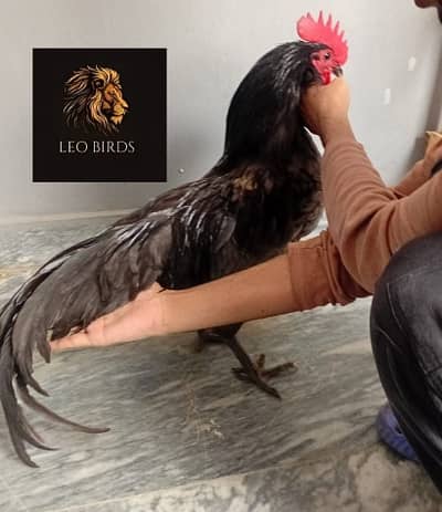 Australorp | white & black australorp | blue australorp | hens