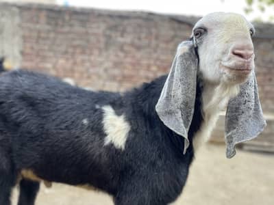 Desi breed