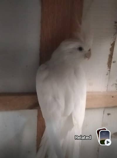Female eno 16 months and cream  female 13 month