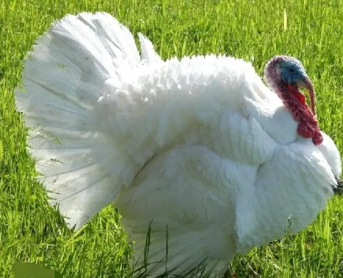 Lavender blue slate & broadbrested Holland white turkey bird chicks — photo 3