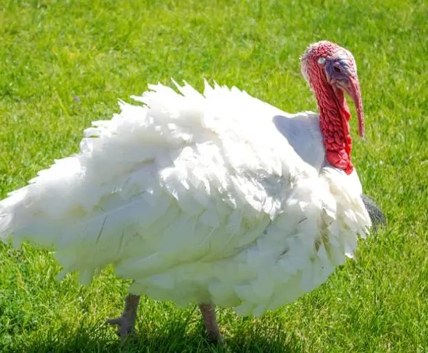 Lavender blue slate & broadbrested Holland white turkey bird chicks — photo 4