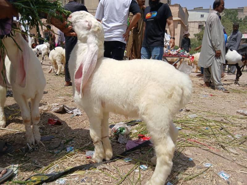 Sheep | Dumba نر بھیڑ کے بچے لڑکانہ والے خوبصورت اور ہیلدی وائٹ رنگ 0