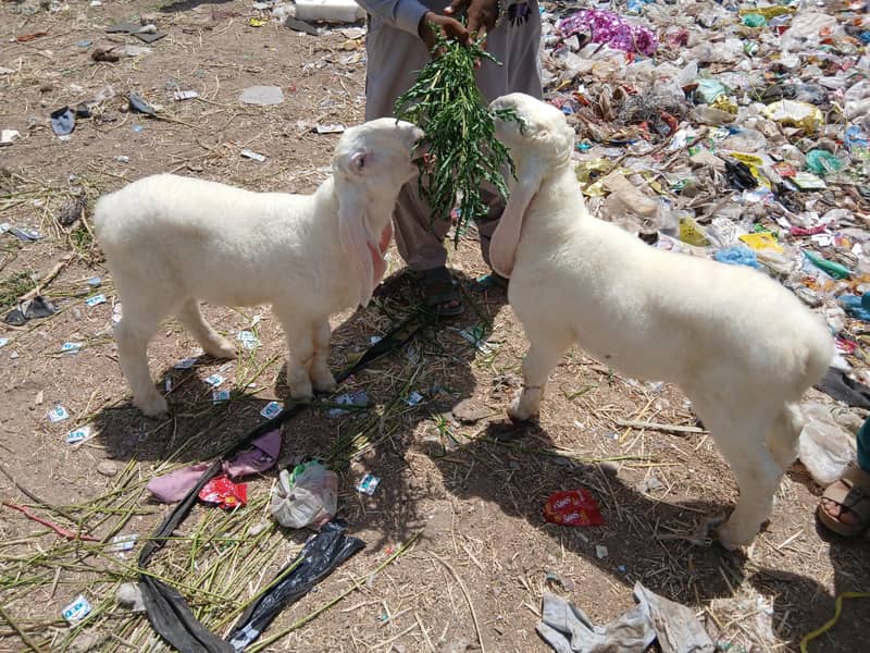 Sheep | Dumba نر بھیڑ کے بچے لڑکانہ والے خوبصورت اور ہیلدی وائٹ رنگ 1