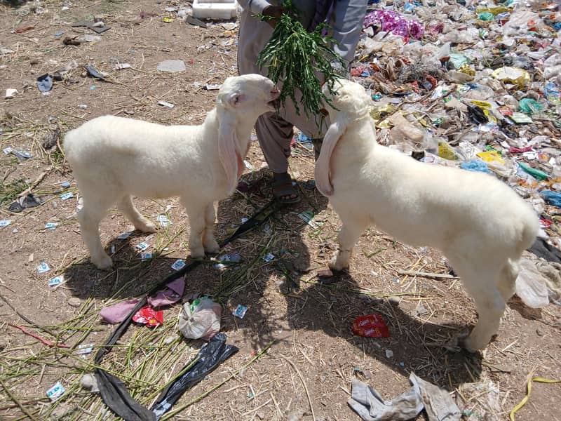 Sheep | Dumba نر بھیڑ کے بچے لڑکانہ والے خوبصورت اور ہیلدی وائٹ رنگ 2