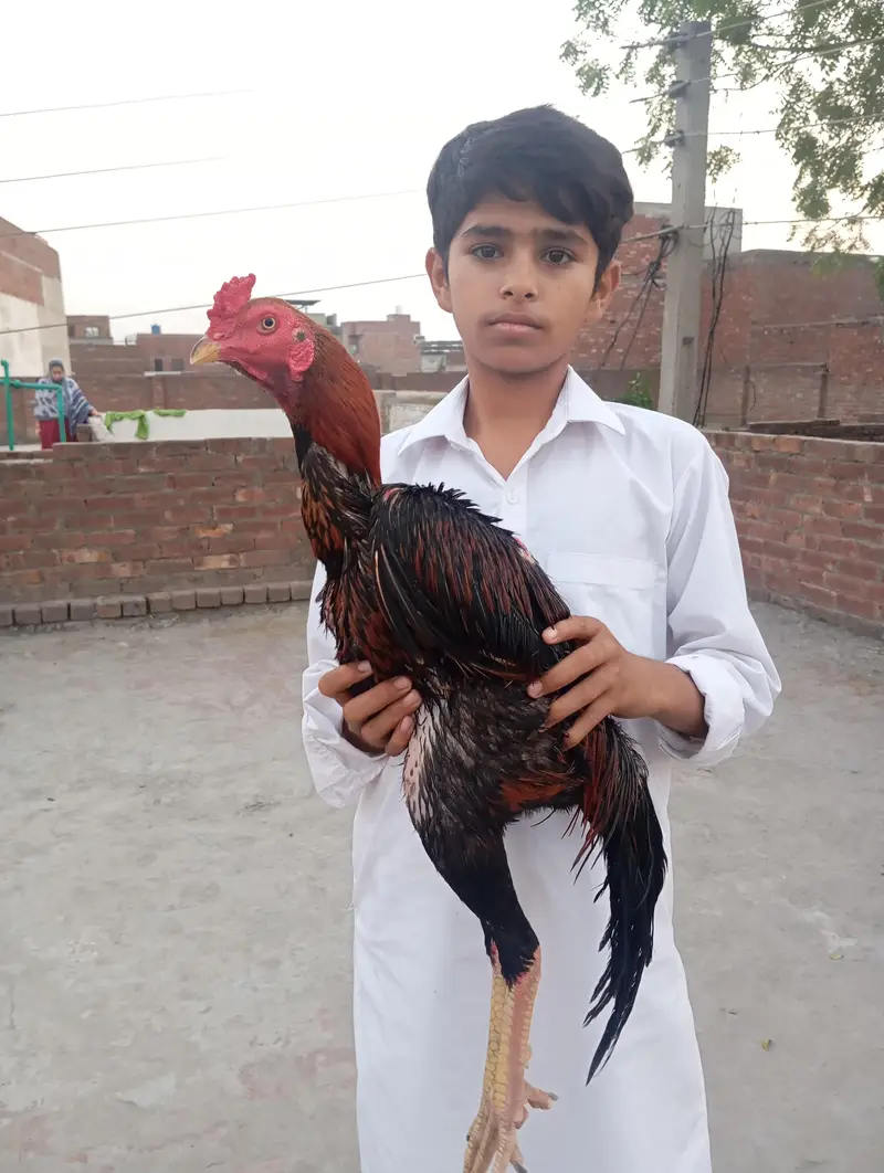 aseel murga — photo 2