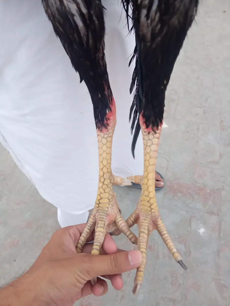 aseel murga — photo 3