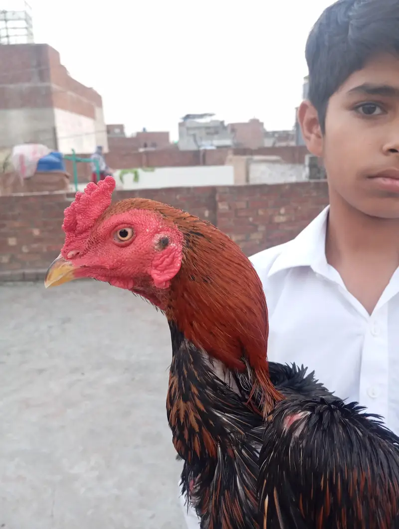 aseel murga — photo 4
