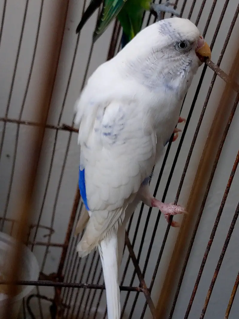 Budgies for sale /  For information read biscription