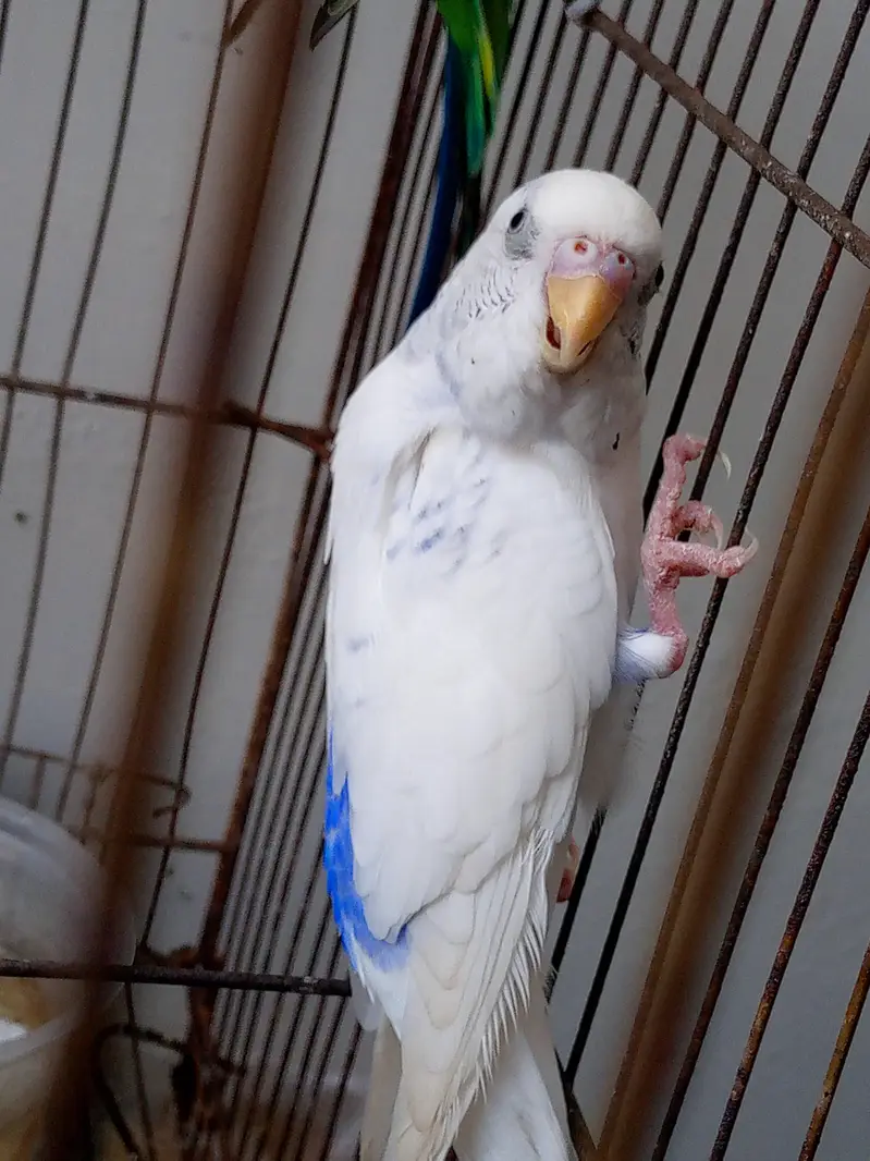 Budgies for sale /  For information read biscription — photo 2