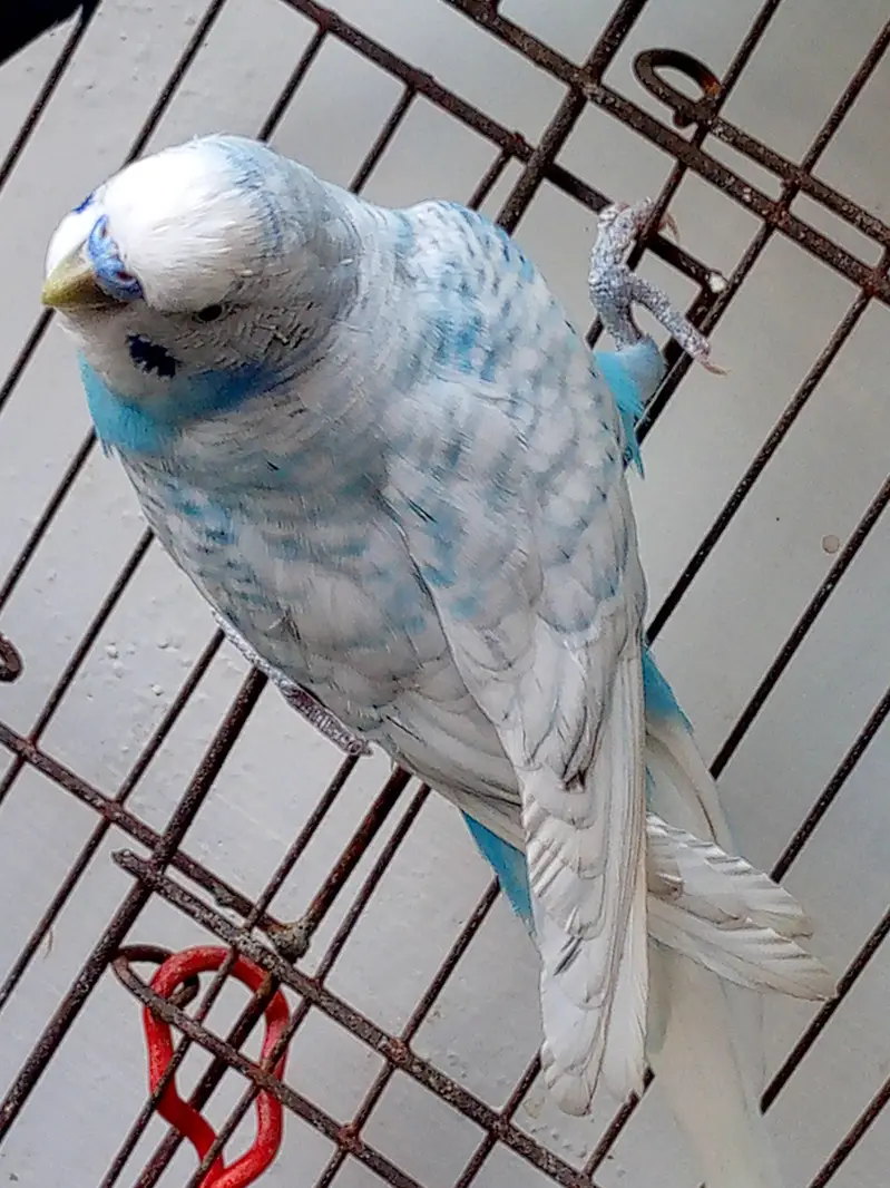 Budgies for sale /  For information read biscription — photo 3