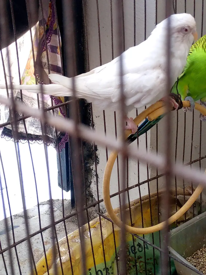 Budgies for sale /  For information read biscription — photo 4