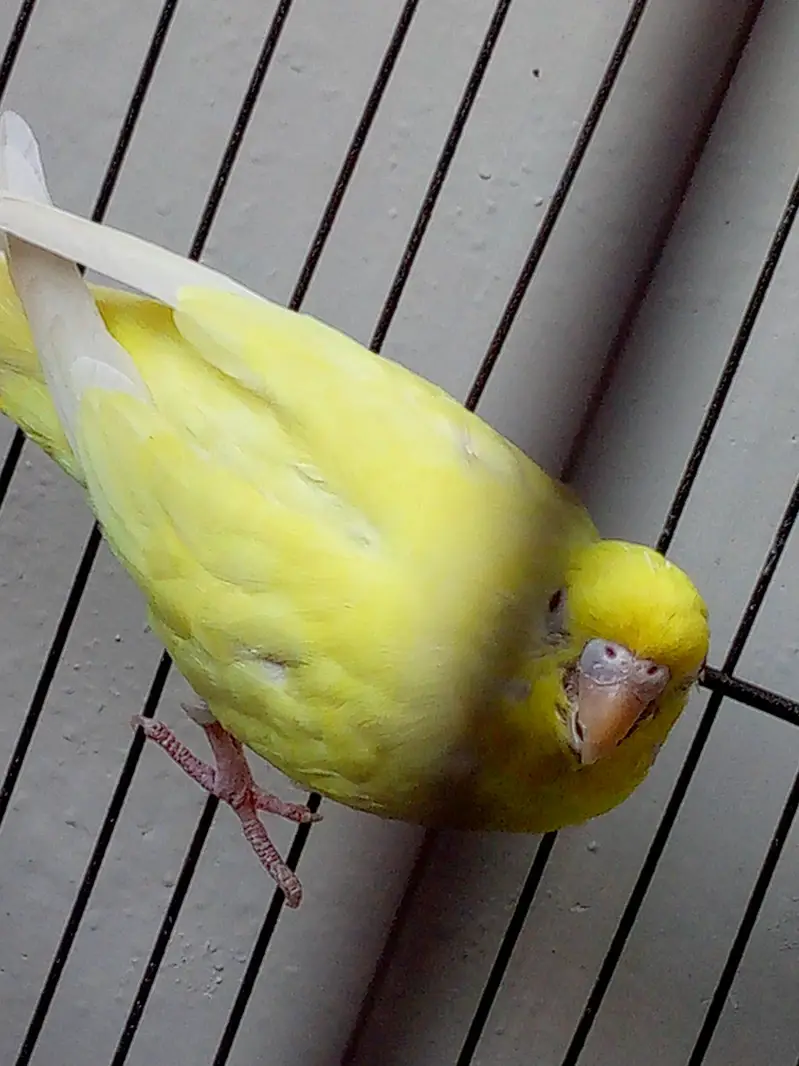 Budgies for sale /  For information read biscription — photo 5