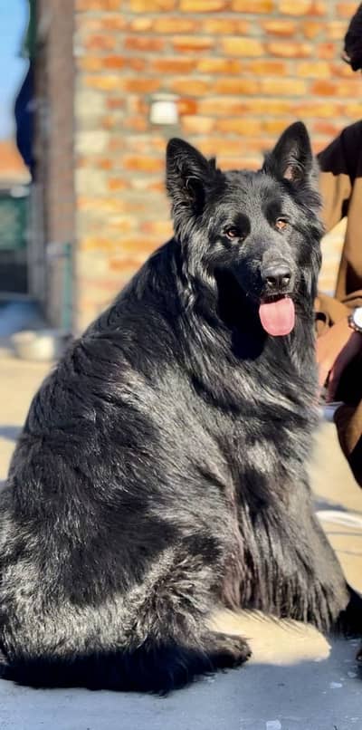 Stud available hai padgree black male hai 03285109700