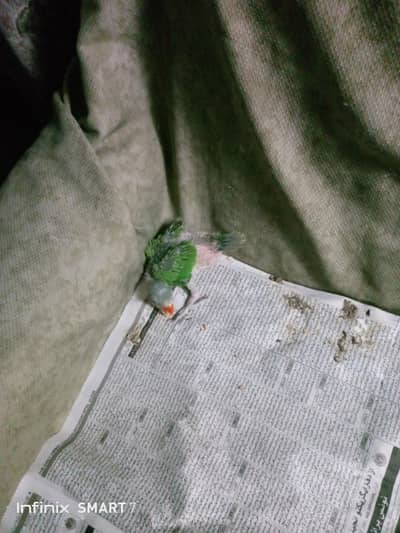 Green Ringneck male chick on hand feed and best for hand taming