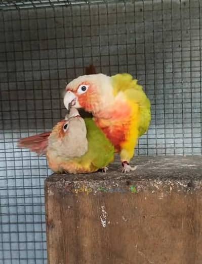 Pineapple Conure Breeder Pair