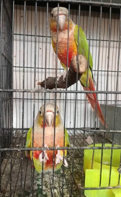love bird's cocktail and conours cage's