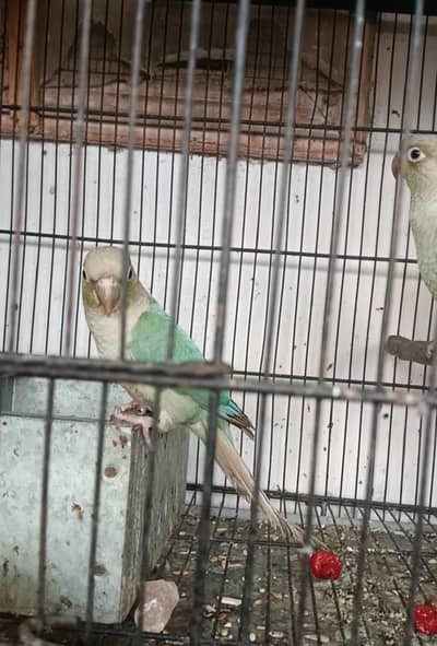 love bird's cocktail and conours cage's