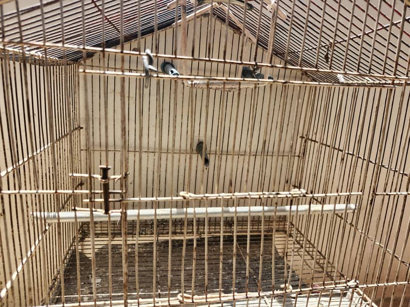 Cages 5
