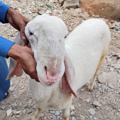 Nukra Gulabi Larkana dumba for sale . . . Suraj Mukhi . . Pink. Bakra. .