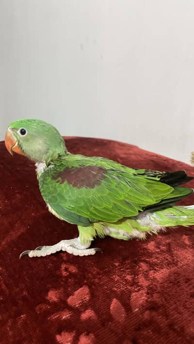 Talking parrot chiks