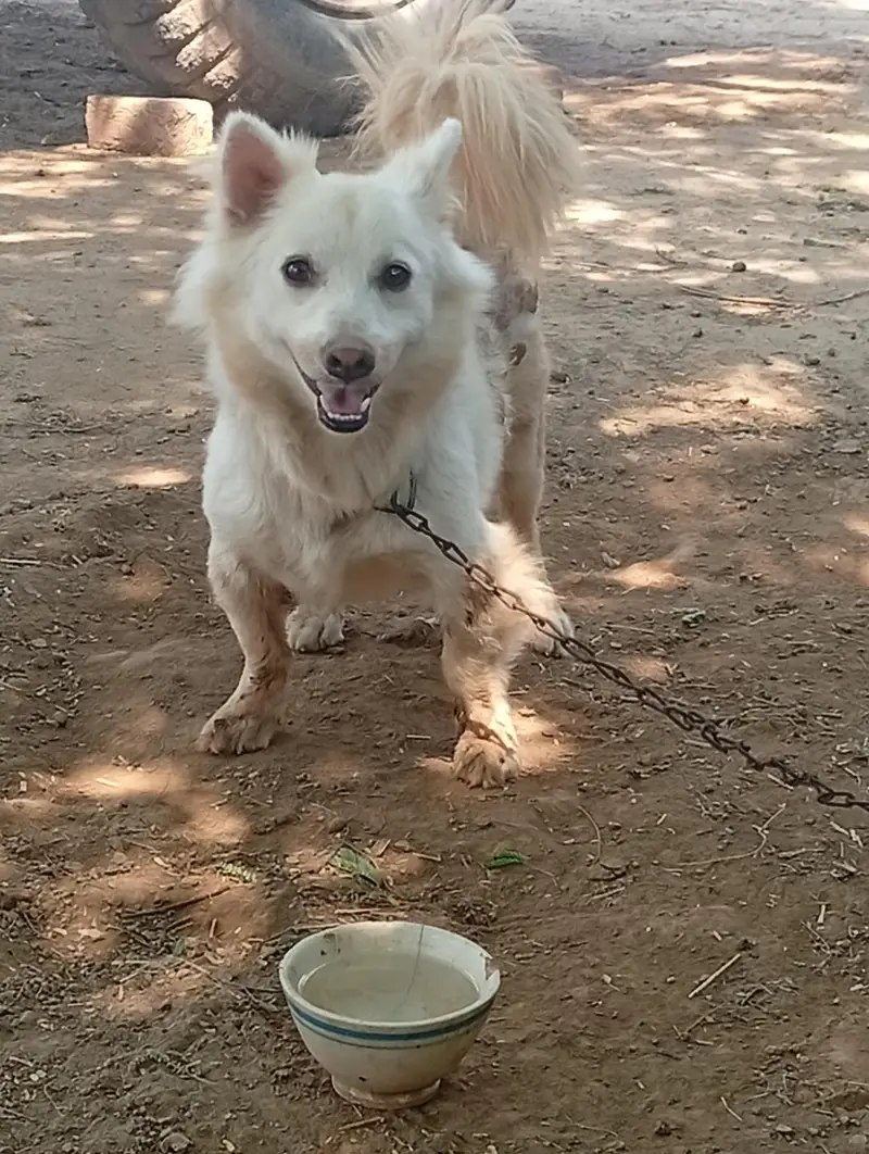 pista beautiful dog