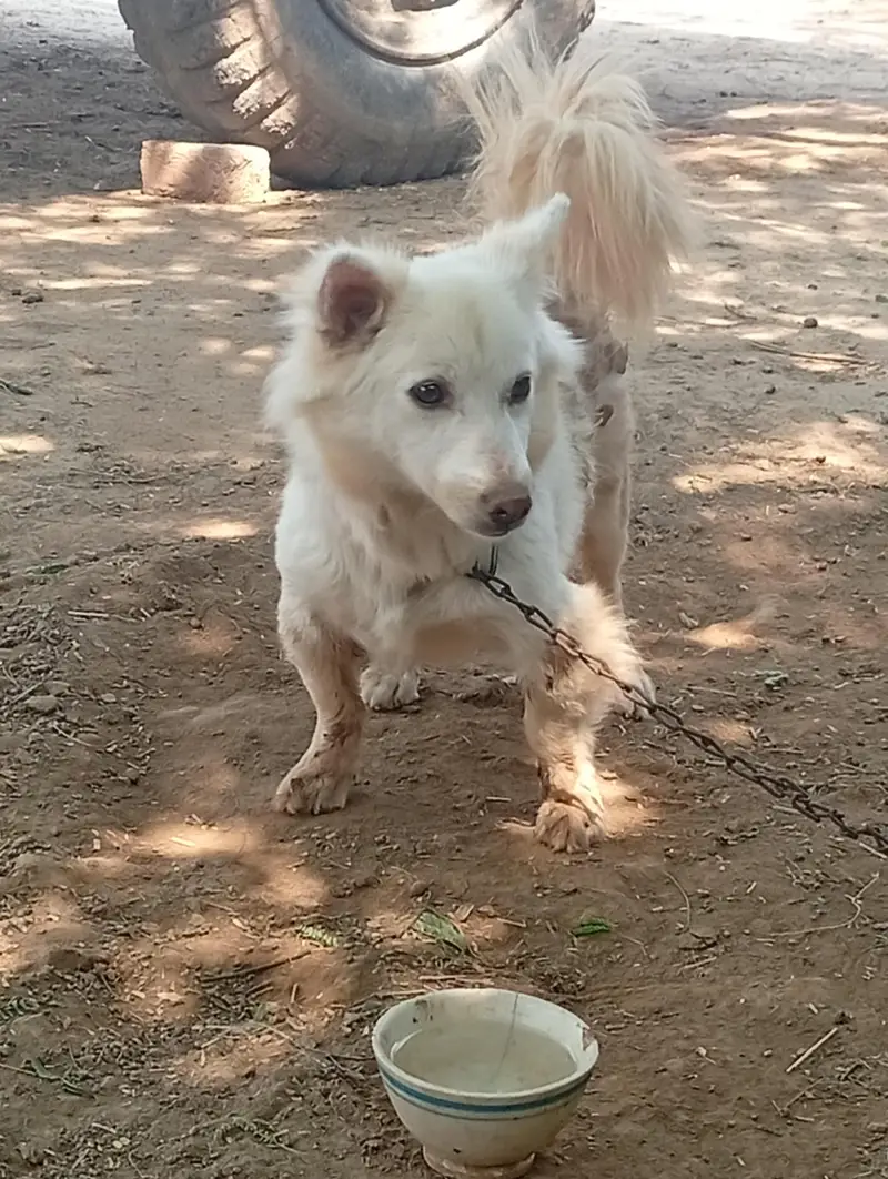 pista beautiful dog — photo 2