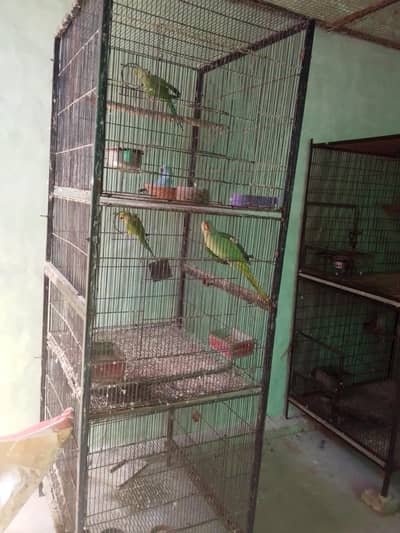 parrots cage for sale